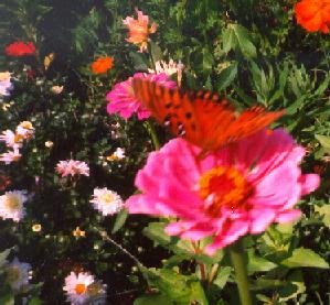 Butterfly on Zinnias
