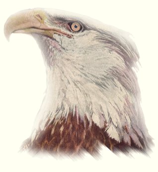 eagle